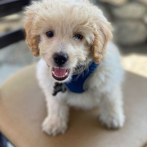 Meet your Posher, Gary